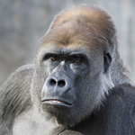 800-pound-gorilla