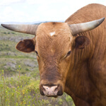 Bull_sebarex_sxchng_150x150