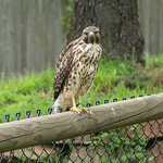 OnTheFence_Topato_Flickr_150x150