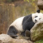 panda-Chi-King-150x150