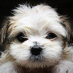 puppy-wsilver